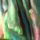 Abalone diamond sight